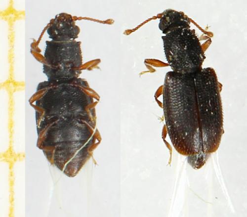 Monotoma picipes